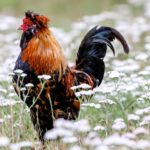 Tips Menang Judi Di S128 Sabung Ayam Online