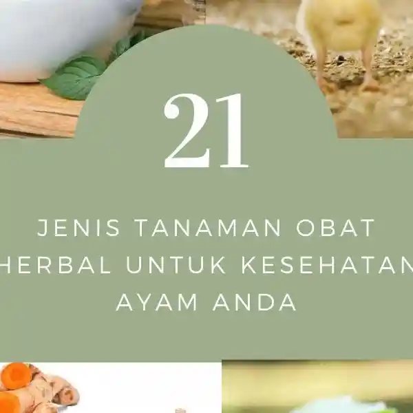 Cara Merawat Ayam dengan Herbal Tradisional